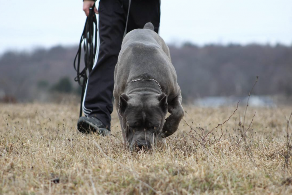 The Cane Corso Association of America (CCAA) is the official American Kennel Club (AKC)