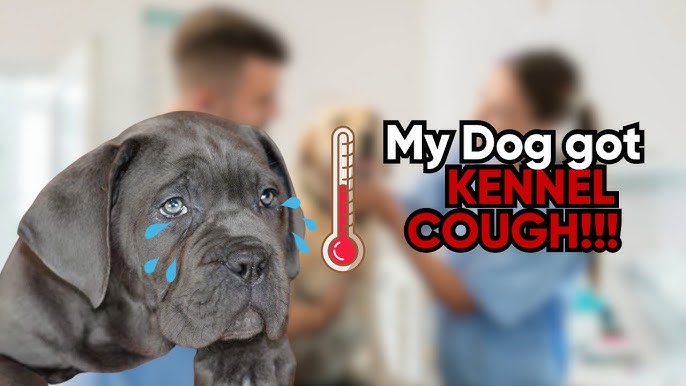 Cane Corso Kennel Cough
