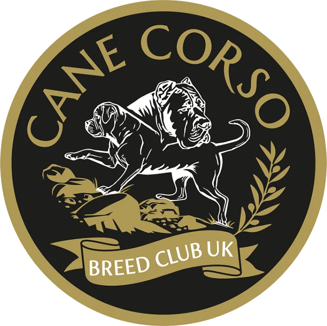 Cane Corso